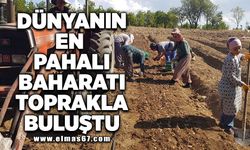 "Dünyanın en pahalı baharatı" toprakla buluşturuldu