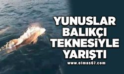 Yunuslar dakikalarca balıkçı teknesiyle yarıştı