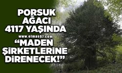 Alaplı, Porsuk ağacı 4117 Yaşında! "Maden şirketlerine karşı direnecek!"