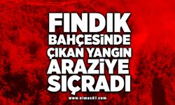 Fındık bahçesinde çıkan yangın araziye sıçradı