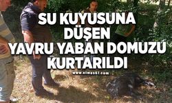 Su kuyusuna düşen yavru yaban domuzu kurtarıldı