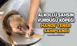 Alkollü şahsın vurduğu köpeği Hande Yener sahiplendi