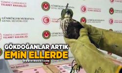 GÖKDOĞANLAR ARTIK EMİN ELLERDE