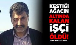 Kestiği ağacın altında kalan işçi öldü