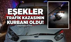 Eşekler trafik kazasının kurbanı oldu!