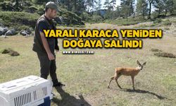 Yaralı karaca yeniden doğaya salındı