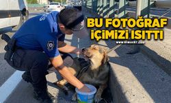 Korku dolu gözlerle bekleyen yaralı köpeği polis kurtardı