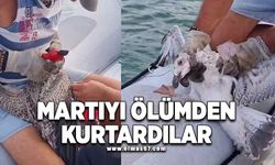 Martıyı ölümden kurtardılar