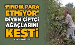 "Fındık para etmiyor" diyen çiftçi ağaçlarını kesti