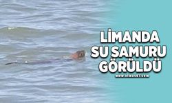 Limanda su samuru görüldü