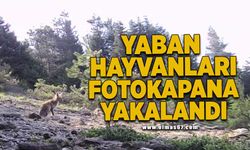 Yaban hayvanları fotokapana yakalandı