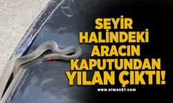 Seyir halindeki aracın kaputundan yılan çıktı!