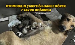 Otomobilin çarptığı hamile köpek 7 yavru doğurdu