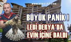 Lebi Derya Sitesi’nde evin içine giren Şahin korkuttu!