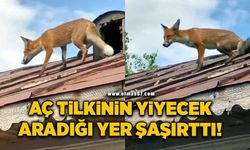 Aç tilkinin yiyecek aradığı yer şaşırttı!