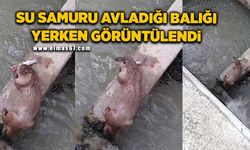 Su samuru avladığı balığı yerken görüntülendi