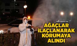 Ağaçlar ilaçlanarak korumaya alındı