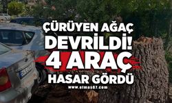 Çürüyen ağaç devrildi, 4 araç hasar gördü