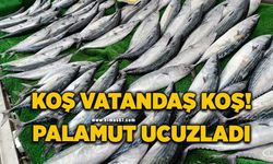 Zonguldak'ta palamut ucuzladı: Tezgahlar şenlendi