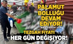 Palamut bolluğu devam ediyor!