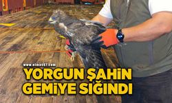 Yorgun düşen şahin araştırma gemisine sığındı