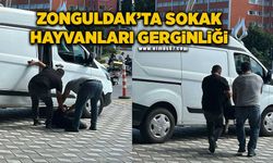 Zonguldak’ta sokak hayvanları gerginliği