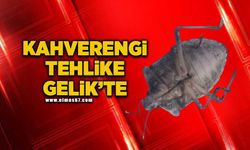 Kahverengi tehlike Gelik'te görüldü