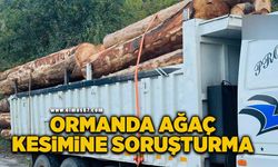 Ormanda 1000 ağacın kaçak kesildiği iddiasıyla soruşturma