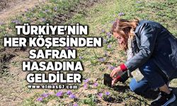 Türkiye'nin her köşesinden safran hasadına geldiler