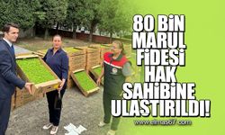 80 bin marul fidesi hak sahibine ulaştırıldı!