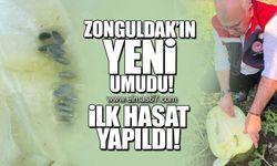 Zonguldak'ın yeni umudu... İlk hasat yapıldı!