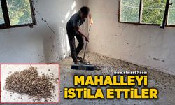 Çiftçinin korkulu rüyası kokarca mahalleyi istila etti