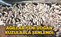 Bu destekle ağıllar yeni doğan kuzularla şenlendi