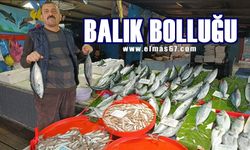 Zonguldak’ta balık bolluğu