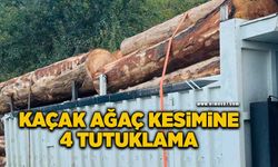 Ormanda kaçak ağaç kesiminde 4 tutuklama