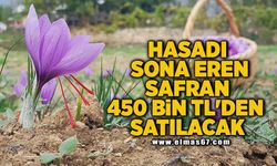 Hasadı sona eren safran 450 bin TL'den satılacak