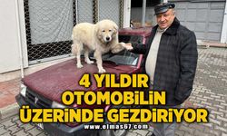 4 yıl önce sahiplendiği ‘Binnaz’ı, otomobilin üzerinde gezdiriyor