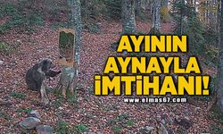 Ayının aynayla imtihanı!