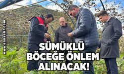 Sümüklü böceğe önlem alınacak!