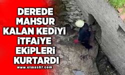 Derede mahsur kalan kediyi itfaiye ekipleri kurtardı