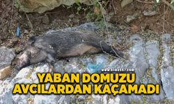 Yaban domuzu avcılardan kaçamadı