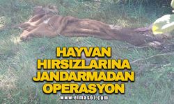 Hayvan hırsızlarına jandarmadan operasyon