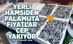 YERLİ HAMSİDEN PALAMUTA FİYATLAR CEP YAKIYOR