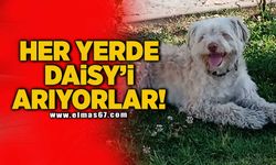 Her yerde Daisy'i arıyorlar!