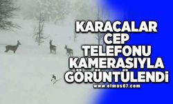 Karacalar cep telefonu kamerasıyla görüntülendi