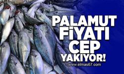 Palamut fiyatı cep yakıyor!