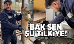 Bak sen şu tilkiye!