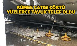 Kar yığınları kümes çatısını çökertti: Yüzlerce tavuk telef oldu