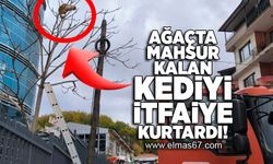 Ağaçta mahsur kalan kediyi itfaiye kurtardı!