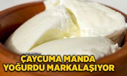 Coğrafi işaretli Çaycuma manda yoğurdu markalaşıyor